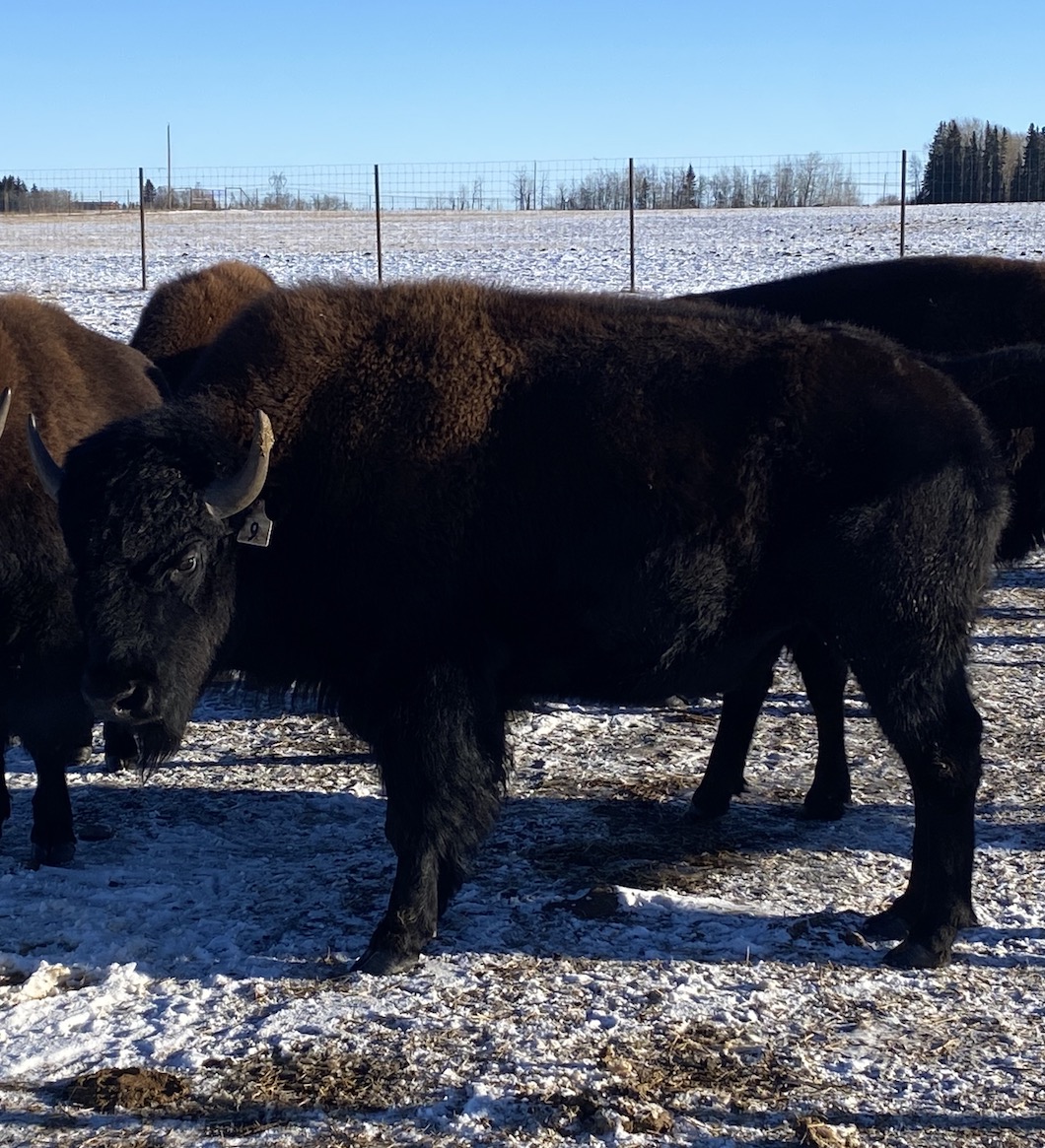 Breeding Bulls for Sale